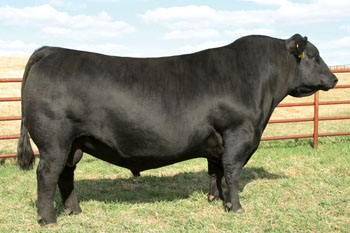 SAV Registry 2831 Mature Angus Bull Sire