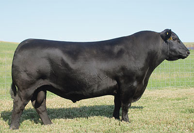 sire SAV Sensation 5615 angus bull