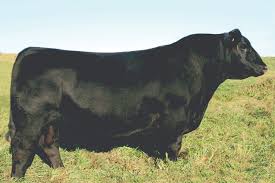 Brother SAV Universal 4038 Angus Bull