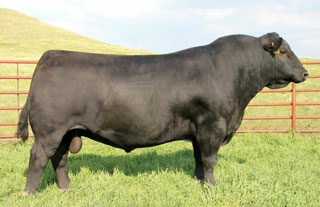 Sire SAV Angus Valley 1867 Angus Bull