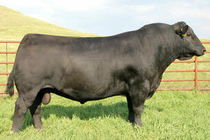 SAV Angus Valley 1867 Angus bull