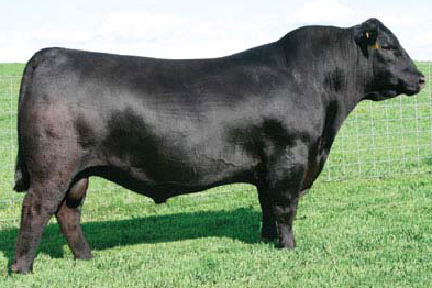 Sire SAV Bismarck 5682 angus Bull