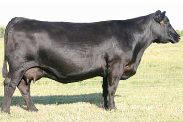 Dam SAV EMBLYNETTE 1181 Angus Cow