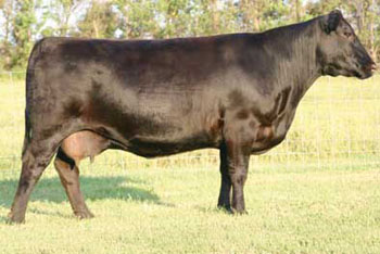 Dam SAV Emblynette 7261 Angus Cow