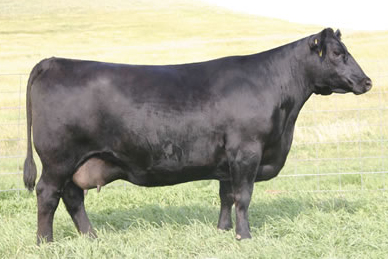 SAV EMBLYNETTE 7566 Dam Angus Cow