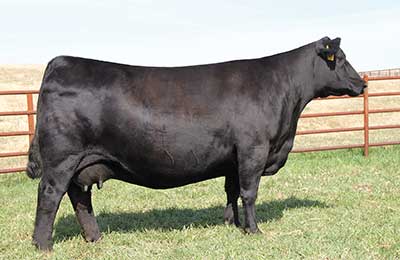 Dam SAV Emblynette 5483 Angus Cow