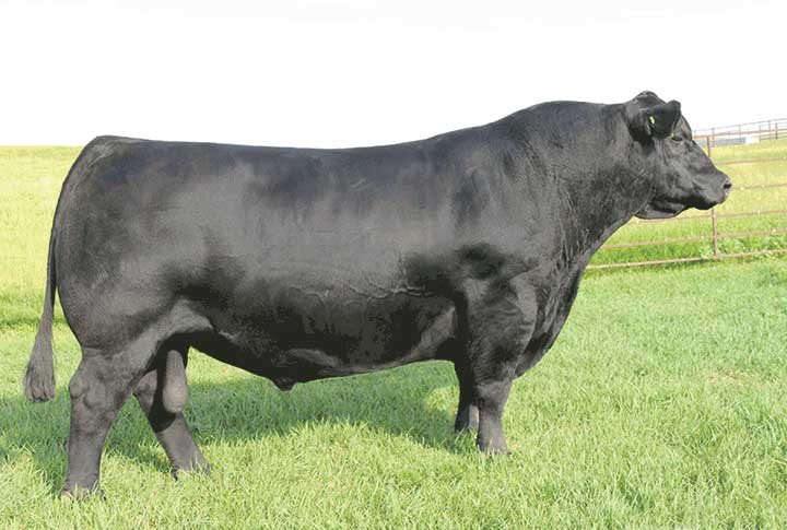 Sire SAV Harvestor 0338 Angus bull