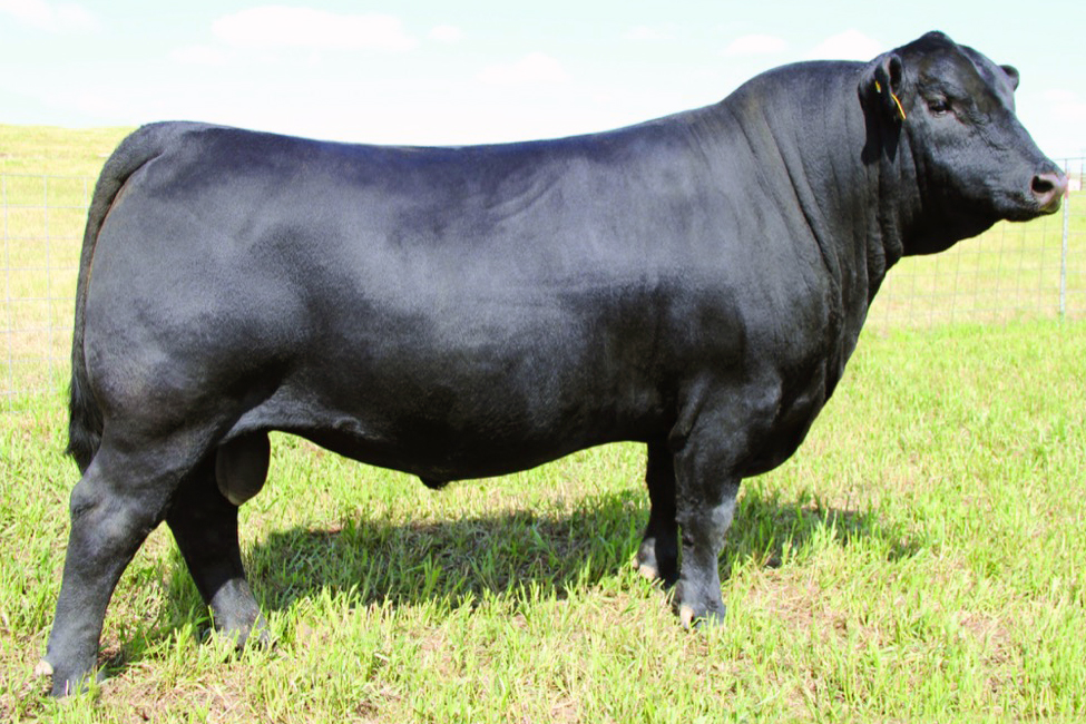 Angus Bull Sire SAV Mustang 9134