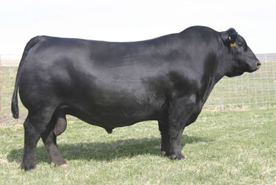 Sire SAV Net Worth 4200 Angus Bull