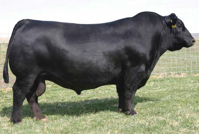Sire SAV Net Worth 4200 Angus bull