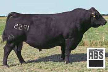 Summitcrest Complete 1P55 Angus bull