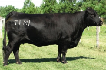 Summitcrest Elba 1M17 Cow