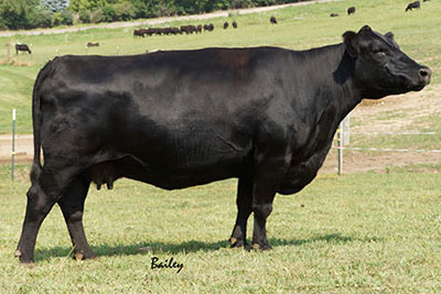 Dam TC Blackbird Ursa 6087 Angus cow