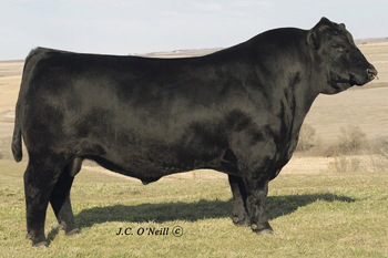 sire oneills frontiersman bull