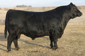 Sire Oneills Jock bull