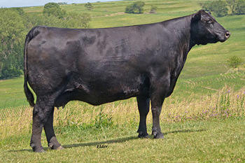 oneills royal lady 64 cow