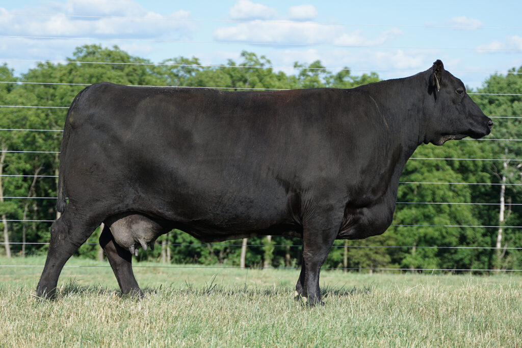 RB Lady Upwards 1131-3269 Angus Cow