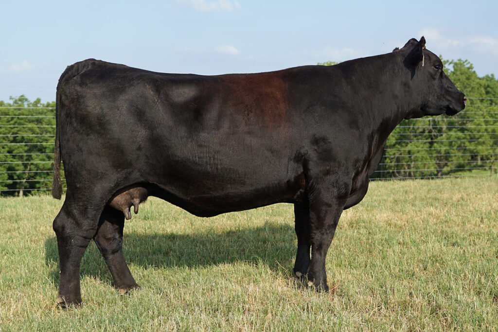 Oneills Royal Lady 144 cow