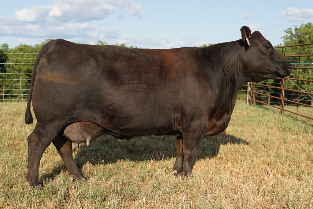 SAV Madame Pride 2350 Angus Cow