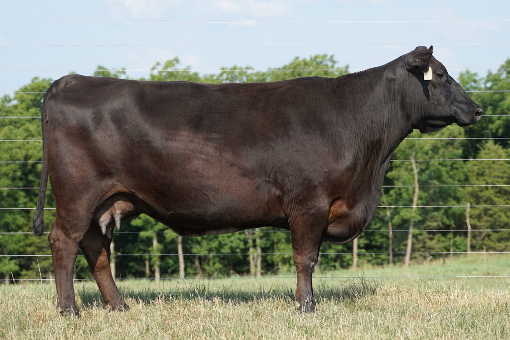 SAV Emblynette 3006 angus cow