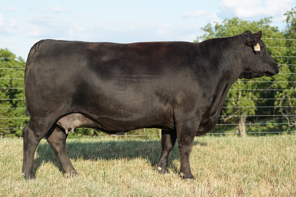 SAV Emblynette 3394 Angus Cow