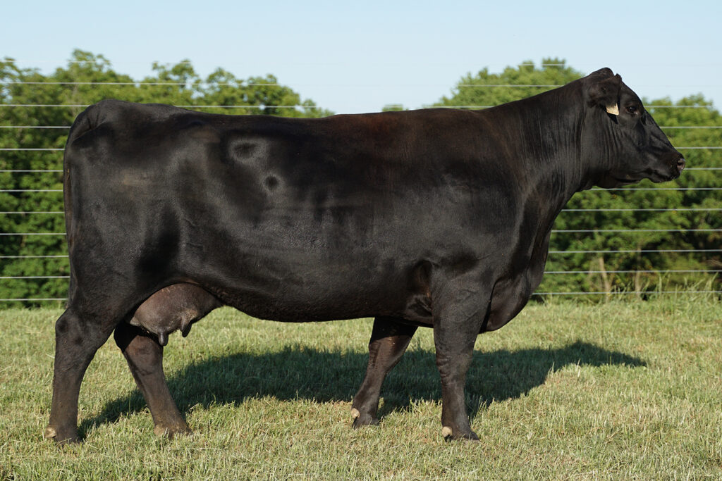 SAV Blackcap May 4611 jj scheckel angus cow