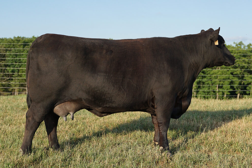 SAV Emblynette C5454 Angus Cow