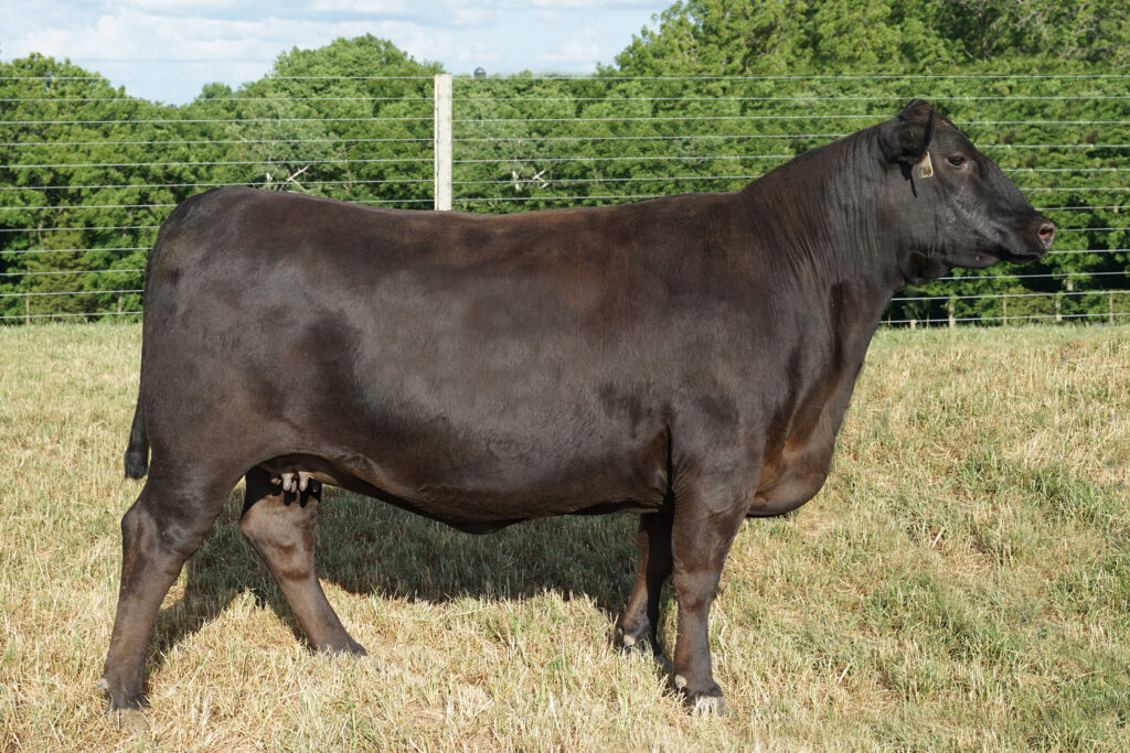 angus cow Blackcap May D103