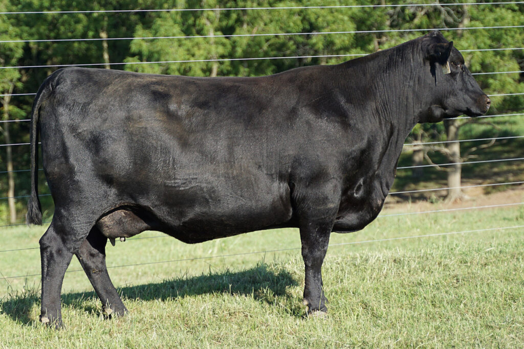 Blackcap May Scheckel D311 cow