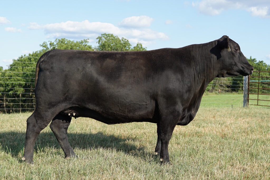 Blackcap May Scheckel D603 angus cow