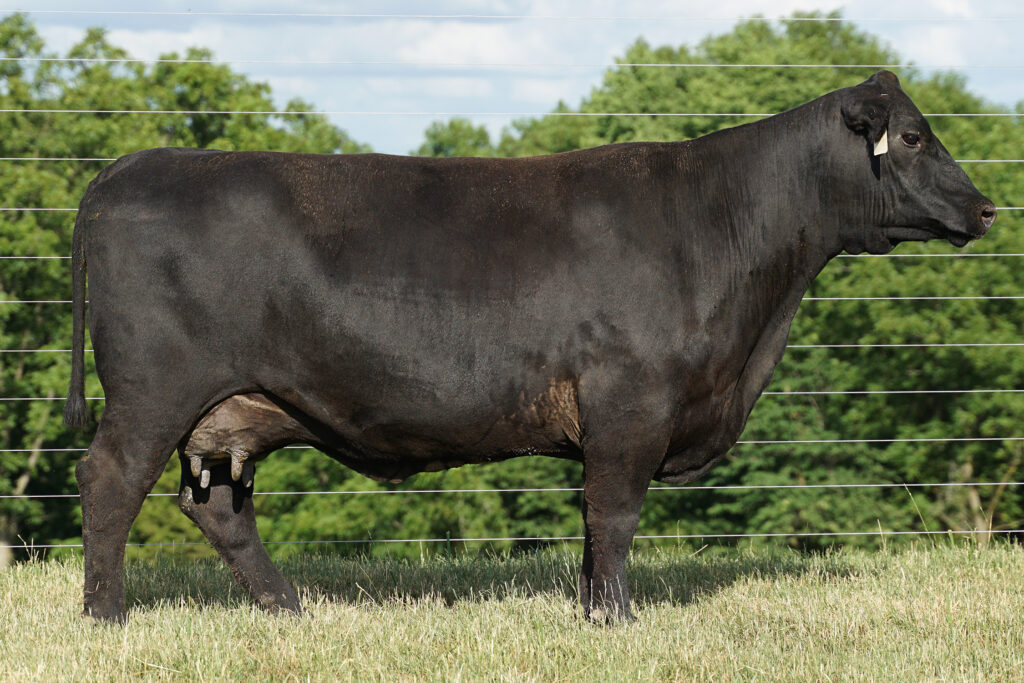 Legends Miss Kelton 436 Angus Cow