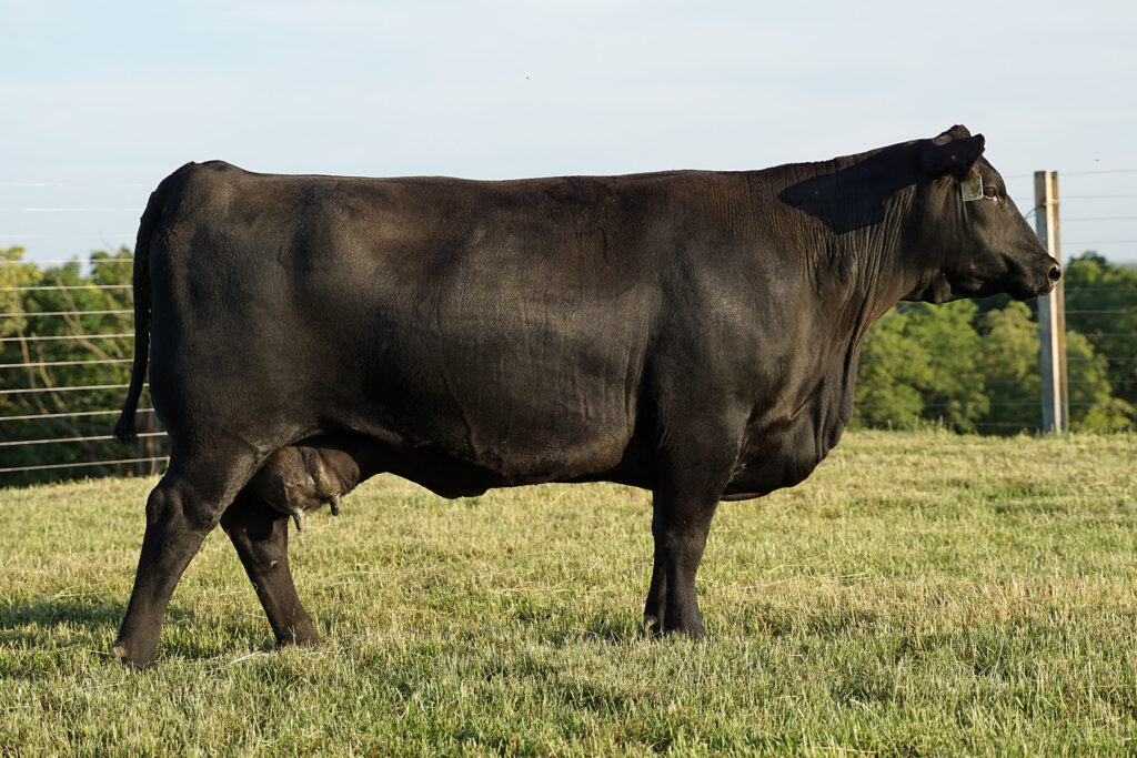 SAV Erica 3174 - J.J. Scheckel Performance Angus Genetics