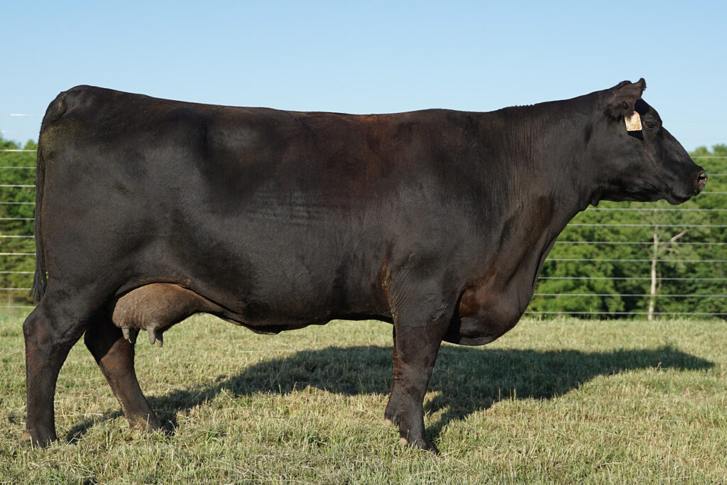 Werner Emblynette 4056 Angus Cow