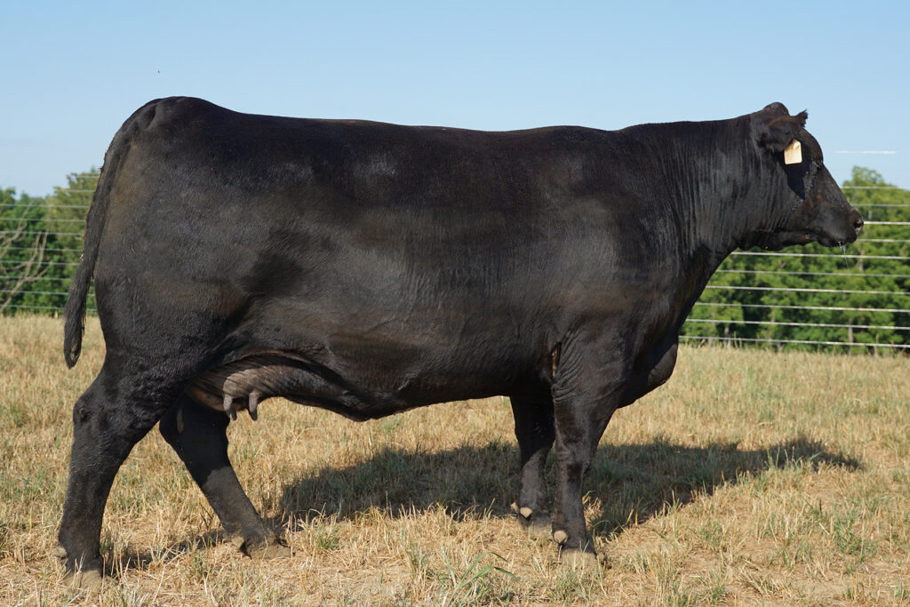 SAV Emblynette 3530 cow