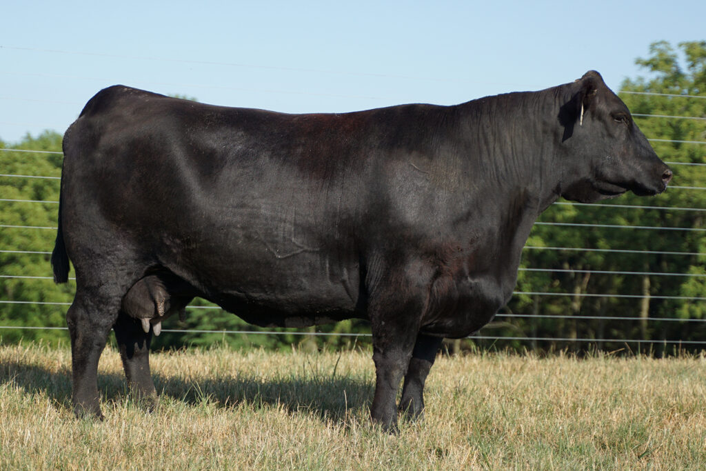 SAV Emblynette 4075 cow