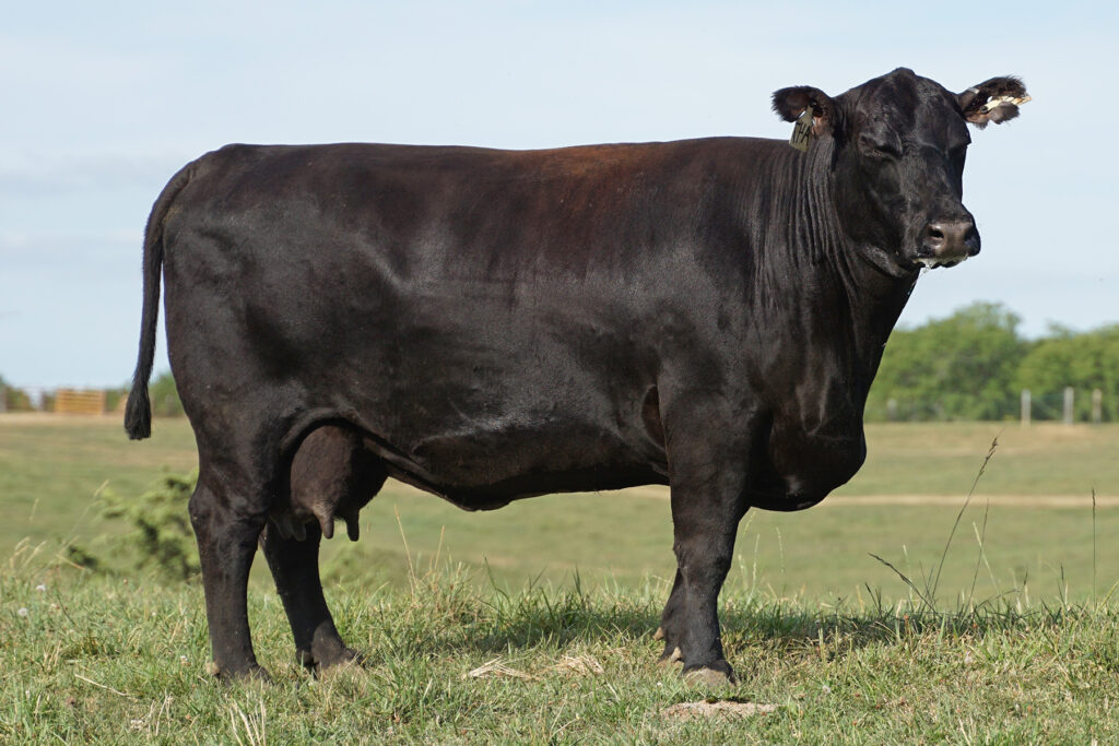 Delia Scheckel A47 angus cow