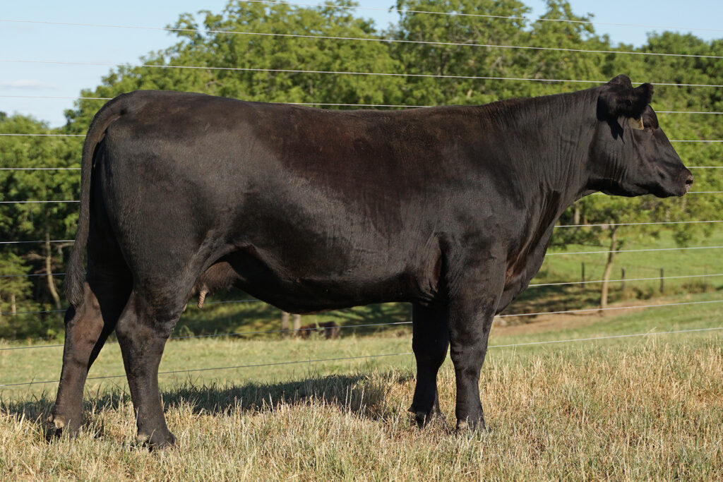 Blackcap May Scheckel E9 Angus Cow