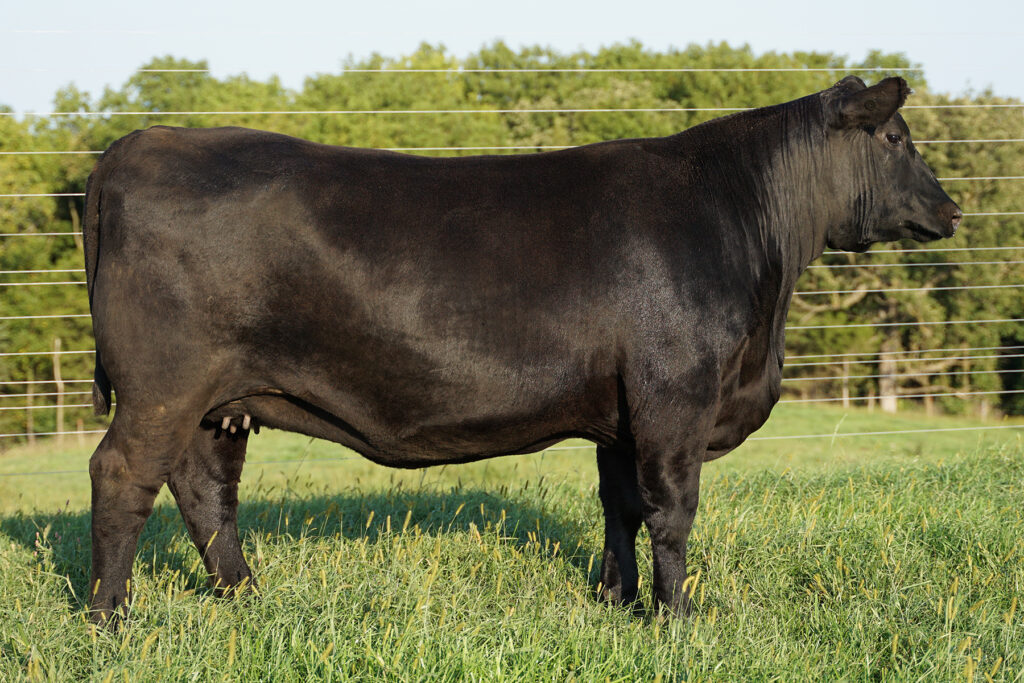 SAV Blackcap May 8811 jj scheckel angus cow