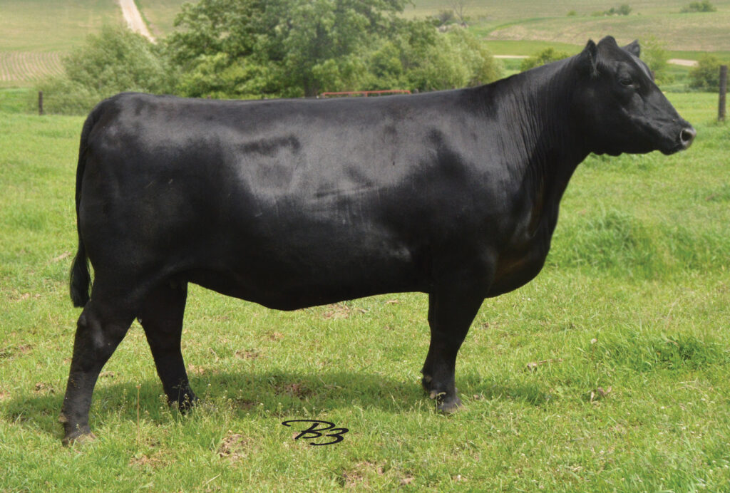 Dam RB Lady 890-1131 Angus Cow