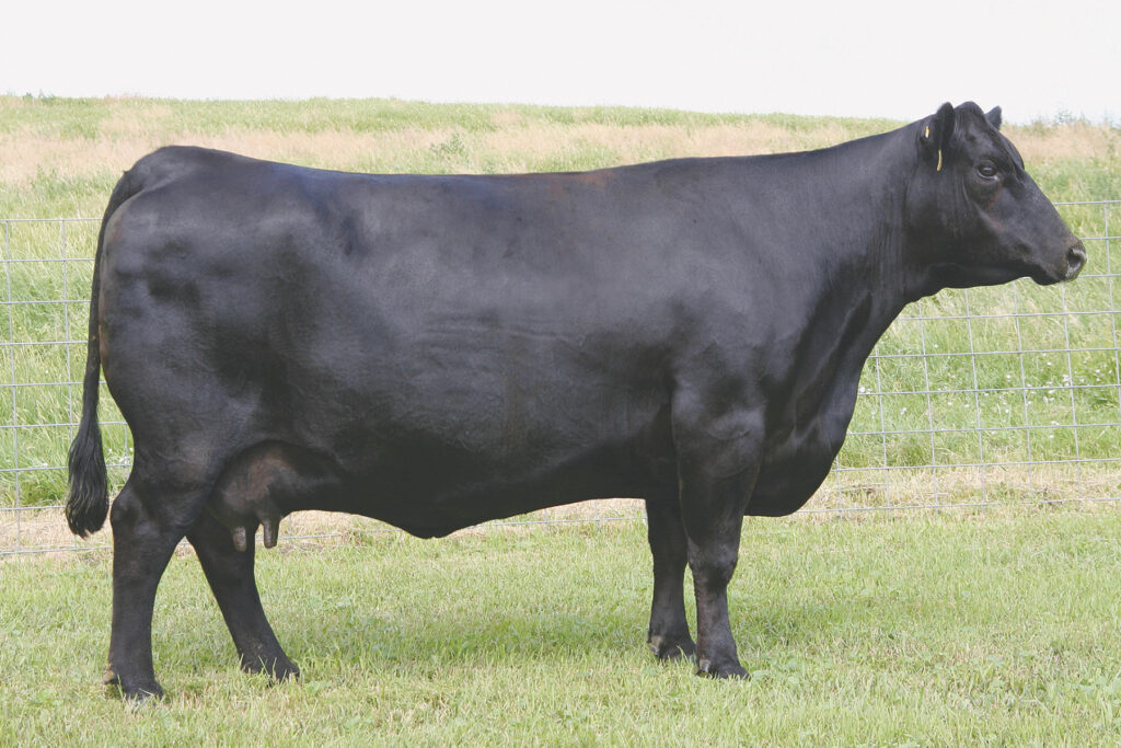 Dam SAV Erica 0375 Angus Cow