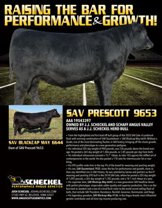 SAV Prescott 9653 pdf angus bull