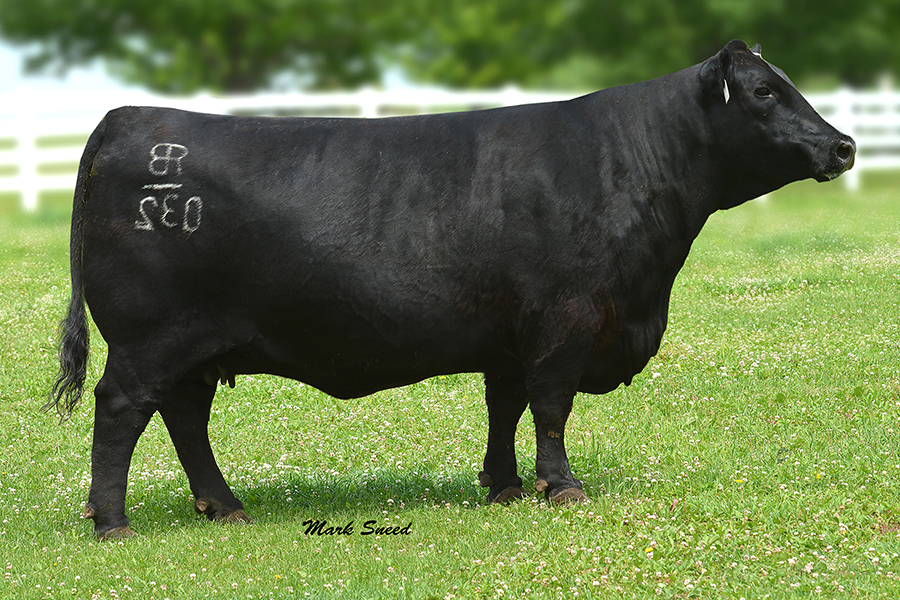 dam RB lady net worth 308-032 angus cow
