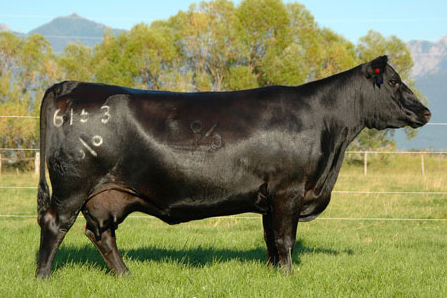 Dam Coleman Donna 6513 angus cow