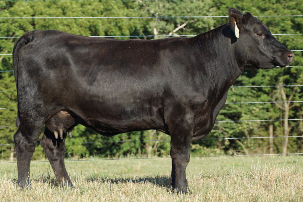 Dam Princess Scheckel E128 angus cow