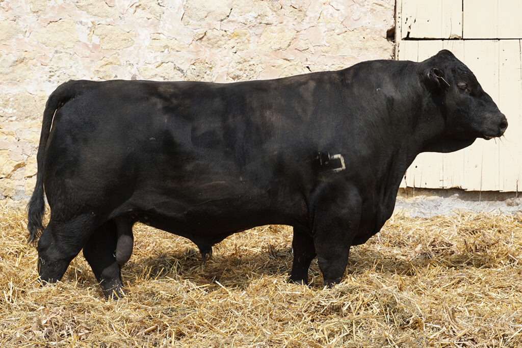 JJ Scheckels Big River G603 angus bull