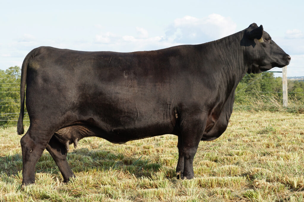 Blackcap May Scheckel D4136 cow