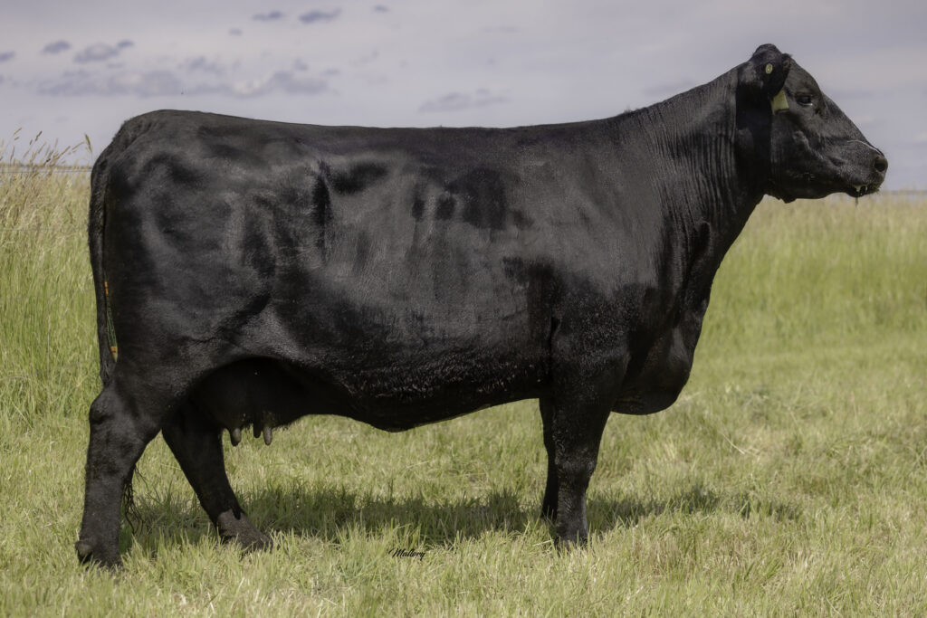 McHenry Barb Scheckel E228 Angus Cow